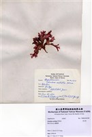 藏品(角叉菜)的圖片